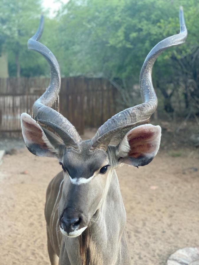 Birdsong Kruger Βίλα Marloth Park Εξωτερικό φωτογραφία