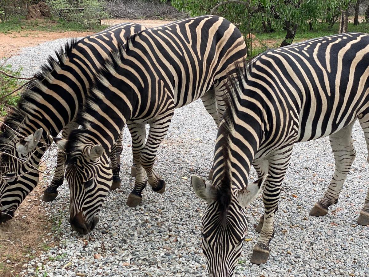 Birdsong Kruger Βίλα Marloth Park Εξωτερικό φωτογραφία