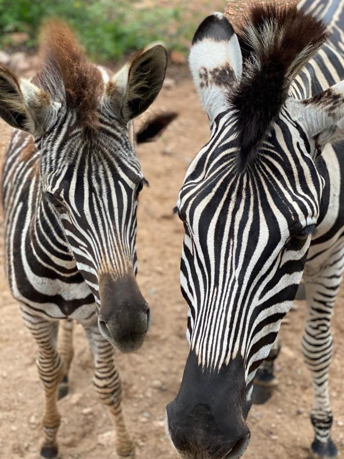 Birdsong Kruger Βίλα Marloth Park Εξωτερικό φωτογραφία