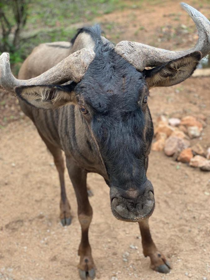 Birdsong Kruger Βίλα Marloth Park Εξωτερικό φωτογραφία