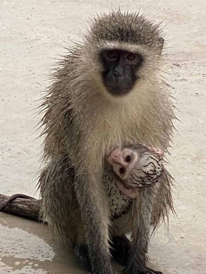 Birdsong Kruger Βίλα Marloth Park Εξωτερικό φωτογραφία