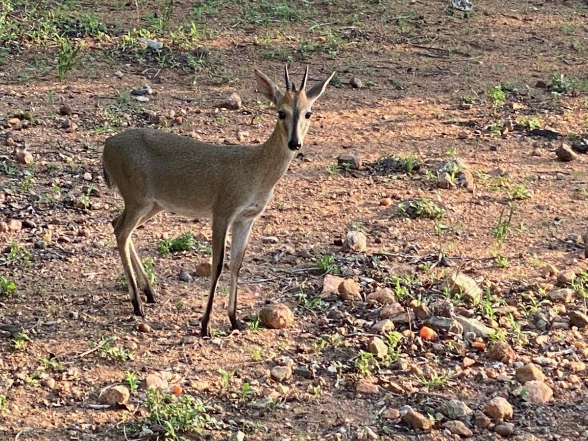 Birdsong Kruger Βίλα Marloth Park Εξωτερικό φωτογραφία